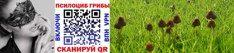 Купить  Ардатов  Галлюциногенные грибы Psilocybine cubensis 